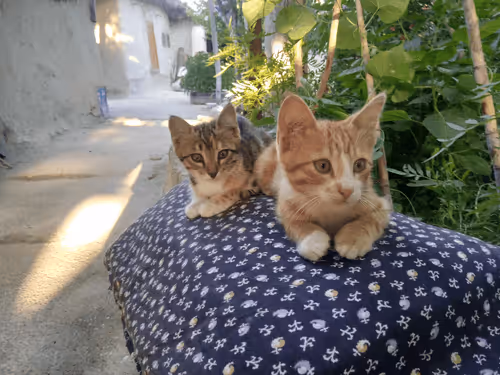 Item #53581876738018030526296833198765097323208142745183468553001527197314293170177 Media