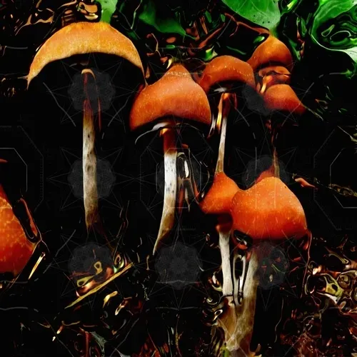 Item #229903202399770629281150266274287852530355796343641318577665414890287792628 Media