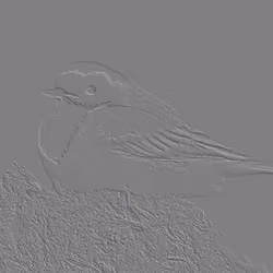 Motacilla alba relief