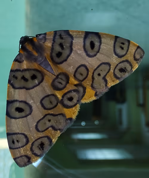 Item #39083204805328424226701303183852423297820358451573401344036649748571371864065 Media