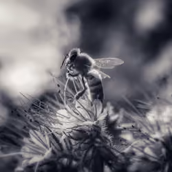 All bees buzz when they fly