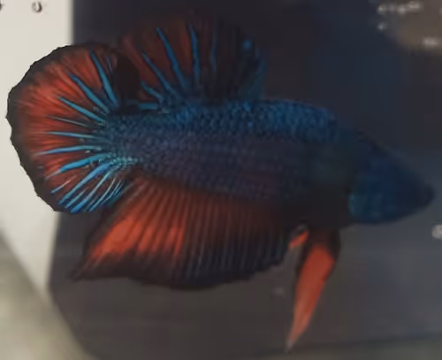 Item #76093963924936973222684762009084726555674488189040824510729450736215184637953 Media