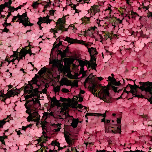 Item #15476657187787293991398987883360378628803821861801462520341048622878564548609 Media