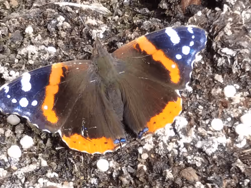 Item #98679578177621649628089872010712381059223698631184272161596299658647272685569 Media