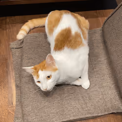 57432309319676179700798702069366385585354272226932054472084541884760288395265