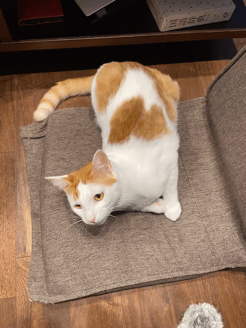 Item #57432309319676179700798702069366385585354272226932054472084541884760288395265 Media