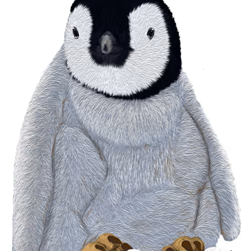 Baby Emperor Penguin (Aptenodytes Forsteri)