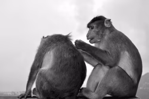 Item #109579018027133606473158902058456759875658318669045531735484408655960728403969 Media