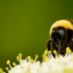 102458927918199709241975540615932782382390740094903184465142341298314360651777