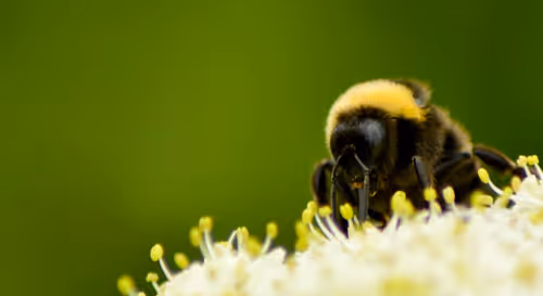 Item #102458927918199709241975540615932782382390740094903184465142341298314360651777 Media