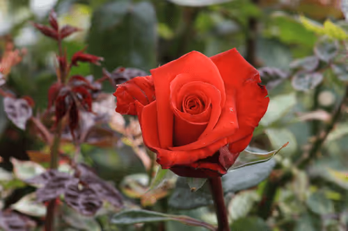 Item #68327891815088974381680309106564733444446266155657330601700582163373436698625 Media