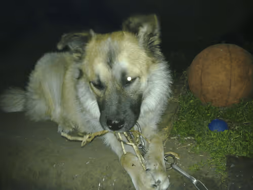 Item #41983459946325006344850038724007157971914249844141491949312558703180557320193 Media