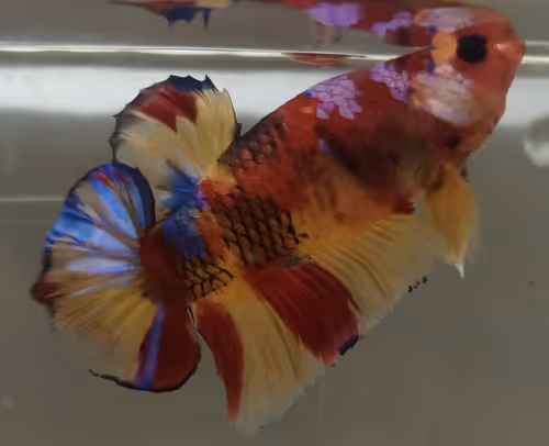 Item #76093963924936973222684762009084726555674488189040824510729450728518603243521 Media