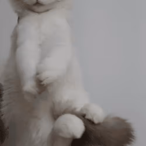 Untitled Collection #35995548