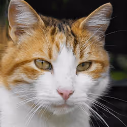 106393158711752592444527764053332067386103257112262188176365268671179314429953