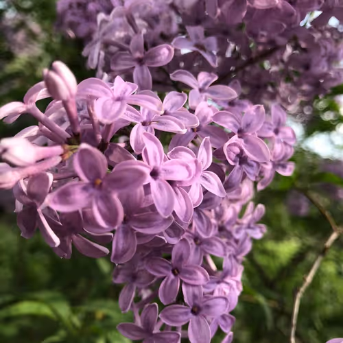 Untitled Collection #250612342