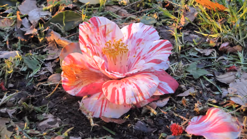 Item #72925079646173943955019179802066495558357068765344184678483369773881576390666 Media