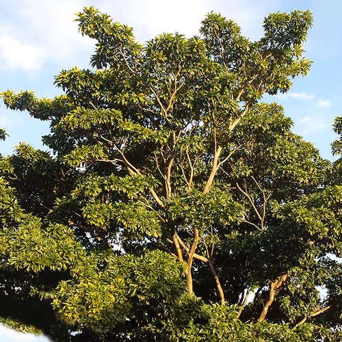 "Jenipapo" lucky tree #01