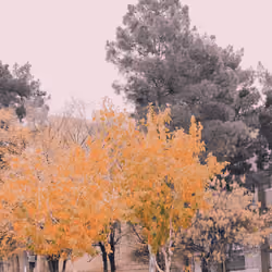 FALL