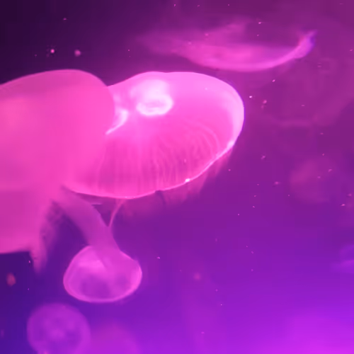 Item #47344123980109973813634142770242239438764360713225161879961011998948134486017 Media