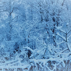 Blackened Frost