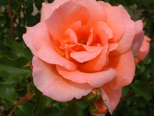 Item #72925079646173943955019179802066495558357068765344184678483369781578157785098 Media