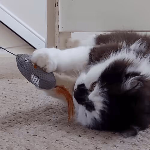 Item #13161020314009032005485822086301964352885579695205061807387255211364513218561 Media