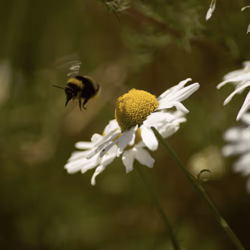 Item #102458927918199709241975540615932782382390740094903184465142341296115337396225 Media