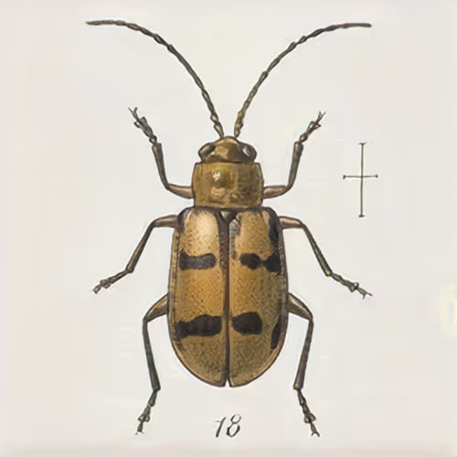 Item #58241160855422744817468407088196322100109565521561100950236904600308134445057 Media