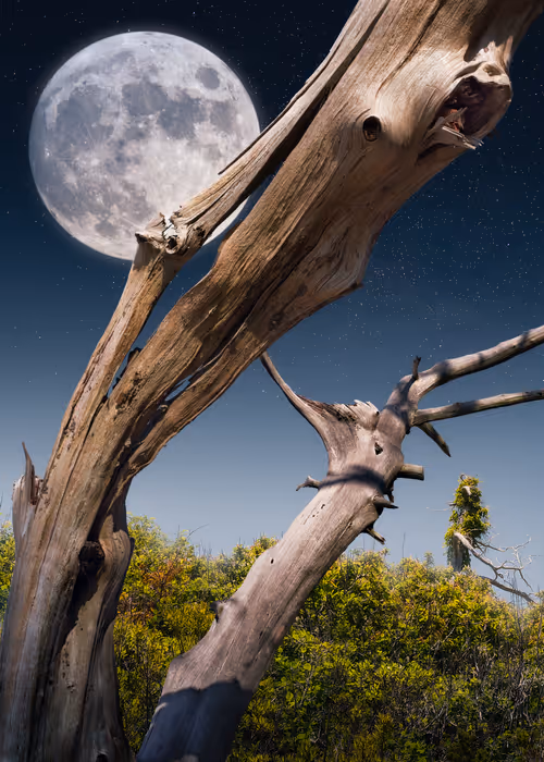 Item #79759977614981240173463193598040334510591662110008548721289304015929895550977 Media