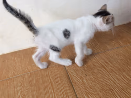 Item #48379251883092317443194330208135156888907821779132589659342184504564417298433 Media