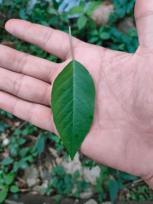 Item #31081804352330578596568685091517160537930858517835942894700270002107360215041 Media