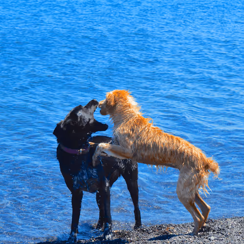 Item #14874049687518992807707377063998427042566414017736459444339455343663708635137 Media