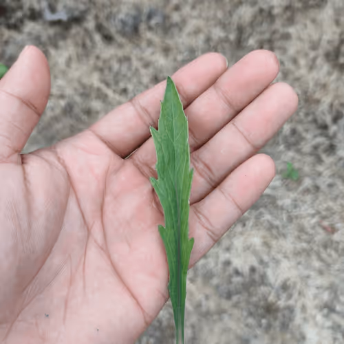 Item #31081804352330578596568685091517160537930858517835942894700269932838127665153 Media