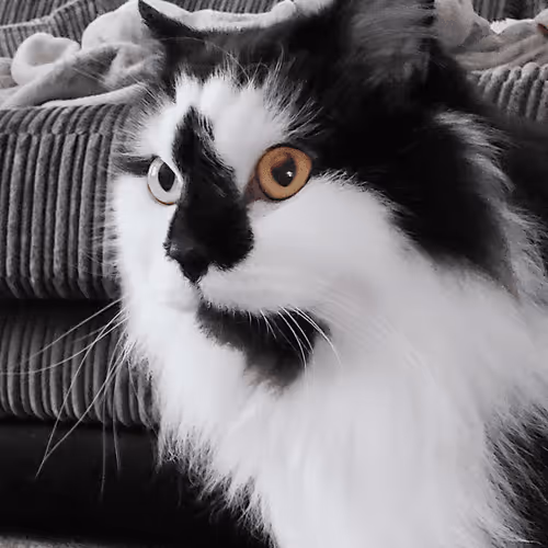 Item #13161020314009032005485822086301964352885579695205061807387255150891373690881 Media