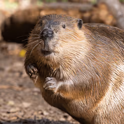 American Beaver NZP-20181031-151SB-000001