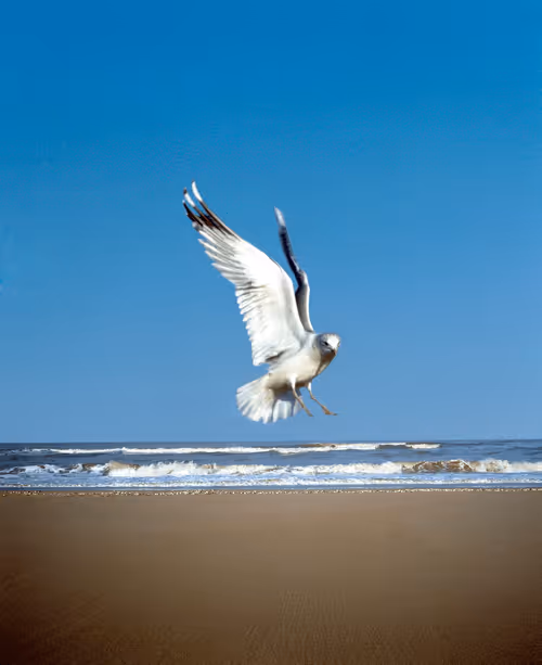 Item #35059650464012303827222025137933488890334856624712378802385142635644174991365 Media