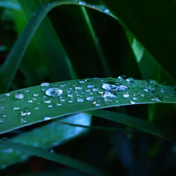 Aloe drops.