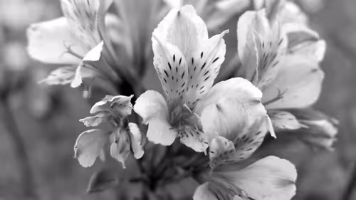 Item #996290929731784083911388906821093556753999753550153778286711579704079417345 Media