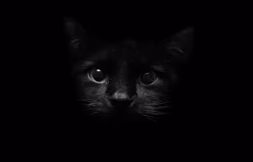 Untitled Collection #80178997