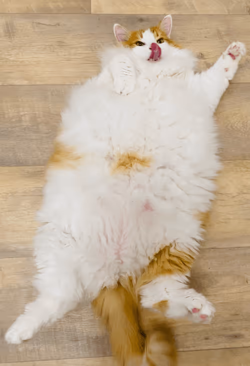 Item #105712310517314990661329753097600241361059820669069534671337085962449760288769 Media