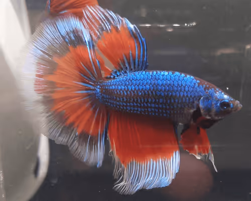 Item #76093963924936973222684762009084726555674488189040824510729450753807370682369 Media