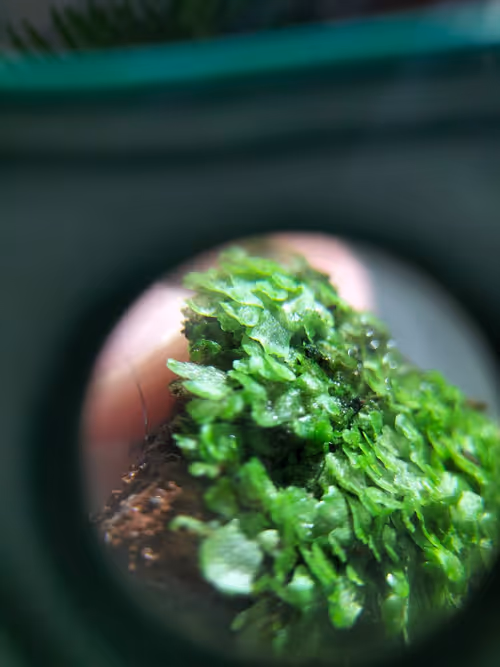 Item #12499860690887257293727532681291822536045842218714555575181684158268463644673 Media