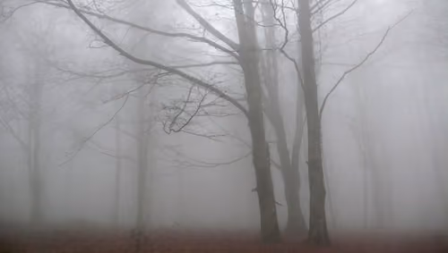 In the fog