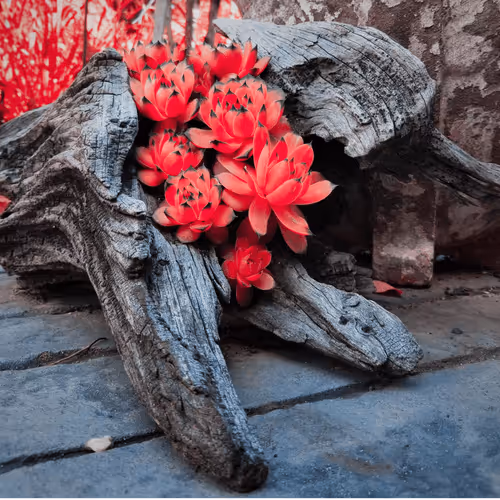 Item #43190579806433981010774040212734353374582811192863113586455236112209560993793 Media