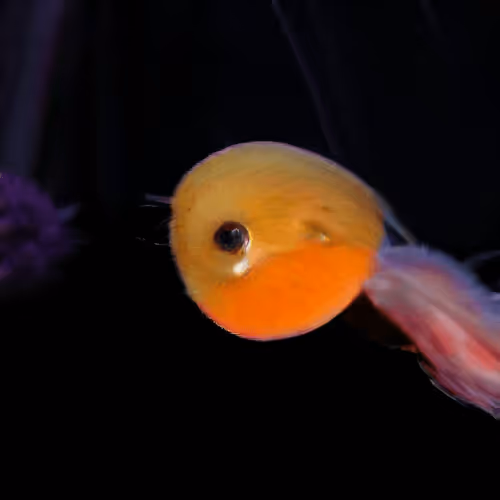 93923887731966639760197662534300547726212510779526051617655967255740517711873