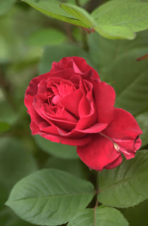 Item #56943947837122673731930897750220814689639948529564795848618456967151909601281 Media