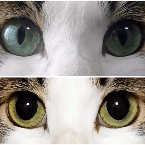 Item #21641457647604119415336293419062628234912656034096128592142110502440428109834 Media