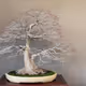 world bonsai Bonsai collection