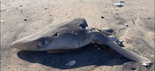 Half Shark